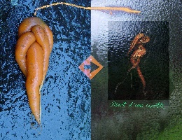 Mort d’une carotte
